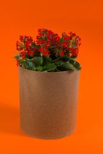 LIXEIRA-BIOS-COZA-5L-MD