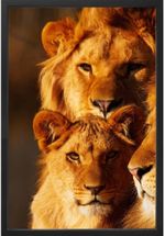 QUADRO-DECORATIVO-ARTE-PROPRIA-KIT-2-PECAS-FAMILIA-LEAO-40X60CM