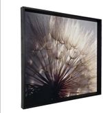 QUADRO-DECORATIVO-ARTE-PROPRIA-DENTE-DE-LEAO-I-60X60CM