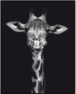 Quadro-Decorativo-E2G-Design-Barcelona-Girafa-Pb-40x50cm