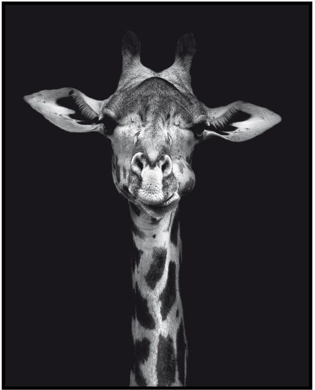 Quadro-Decorativo-E2G-Design-Barcelona-Girafa-Pb-40x50cm