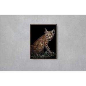 Quadro Decorativo Illuminato Gato Selvagem