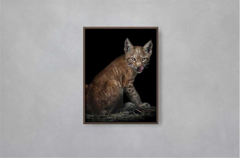 Quadro-Decorativo-Illuminato-Gato-Selvagem