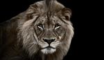 Quadro-Decorativo-Home-Center-Lion-Goods-BR-60x40x4cm