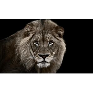 Quadro Decorativo Home Center Lion Goods BR 60x40x4cm
