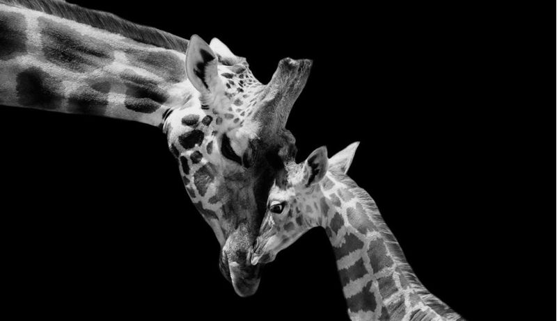 Quadro-Decorativo-Home-Center-Mother-Love-Goods-BR-60x40x4cm