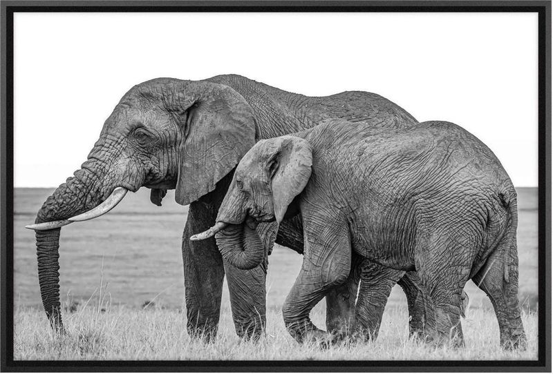 Quadro-Decorativo-Belchior-Animais-10-Com-Vidro-90x60cm