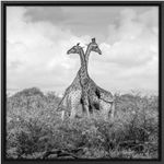 Quadro-Decorativo-Belchior-Animais-9-Com-Vidro-60x60cm