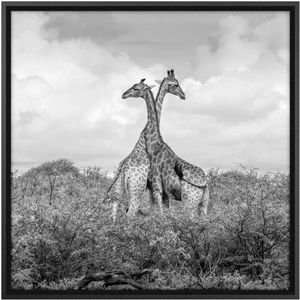 Quadro Decorativo Belchior Animais 9 Com Vidro 60x60cm