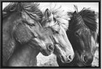 Quadro-Decorativo-Belchior-Animais-8-Com-Vidro-90x60cm
