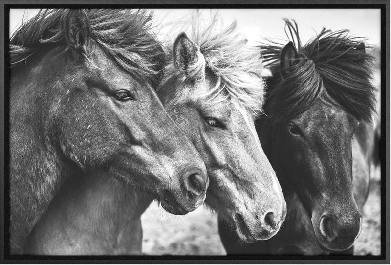 Quadro-Decorativo-Belchior-Animais-8-Com-Vidro-90x60cm