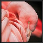 Quadro-Decorativo-Belchior-Animais-5-40x40cm