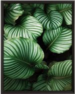 Quadro-Decorativo-Belchior-Folhagem-6-Com-Vidro-50x70cm