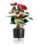 VASO-AUTOIRRIGAVEL-NUMERO-4-GOURMET-RAIZ-PRETO