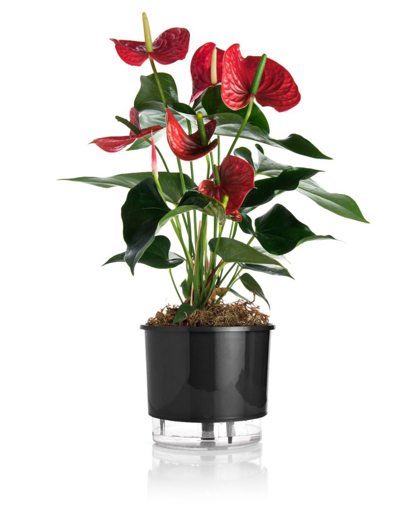 VASO-AUTOIRRIGAVEL-NUMERO-4-GOURMET-RAIZ-PRETO