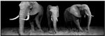 Quadro-Decorativo-E2g-Design-Barcelona-Elefante-Preto-e-Branco-30x90cm