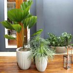 Vaso-de-Jardim-Cacau-Vasart-Antique-Branco-55x55cm