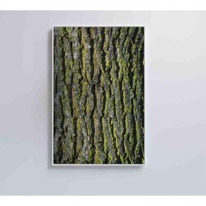Quadro Tronco árvore 80x120 Cm Vidro Impresso