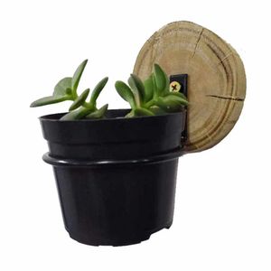 Suporte De Vaso P/ Suculentas 9cm + Bolacha De Madeira 3un